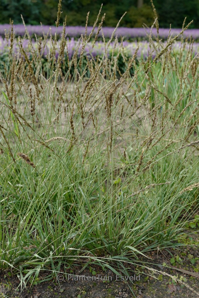 Molinia caerulea ‘Moorhexe’