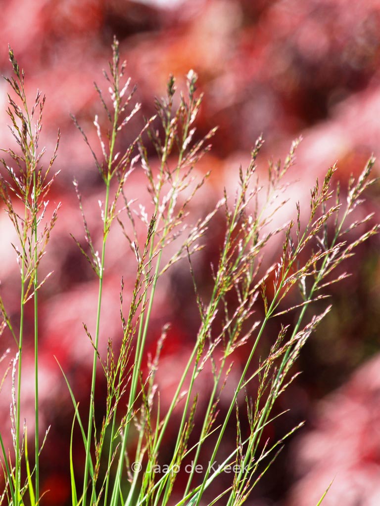 Molinia caerulea ‘Poul Petersen’