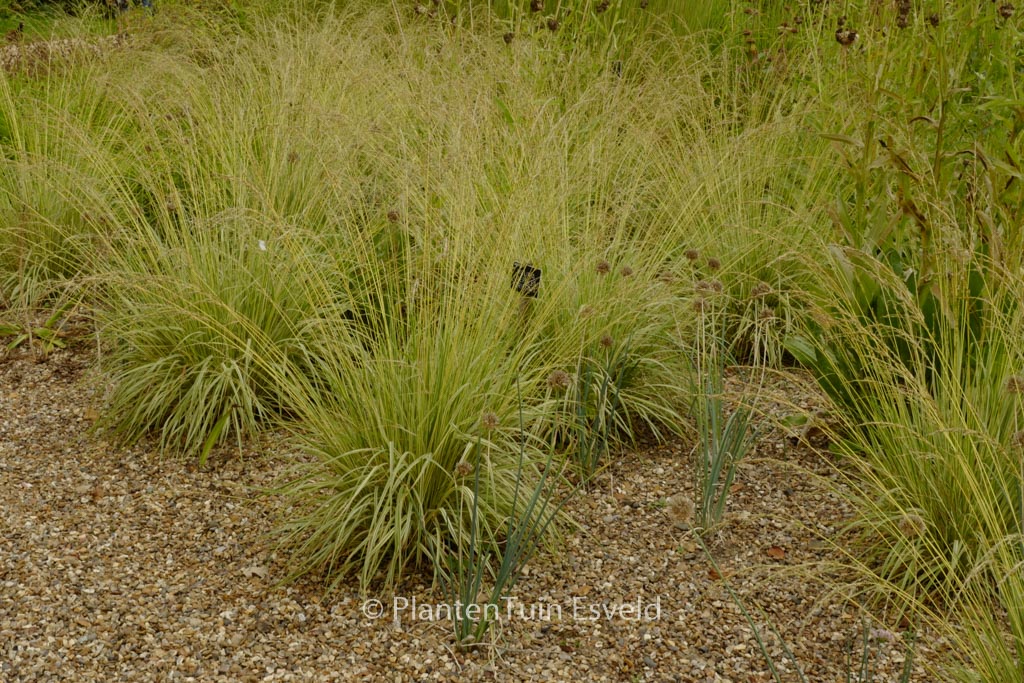 Molinia caerulea ‘Variegata’