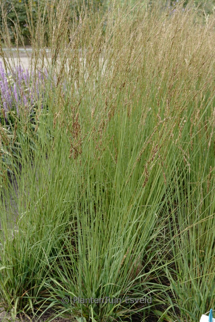 Molinia caerulea ‘Whirlwind’