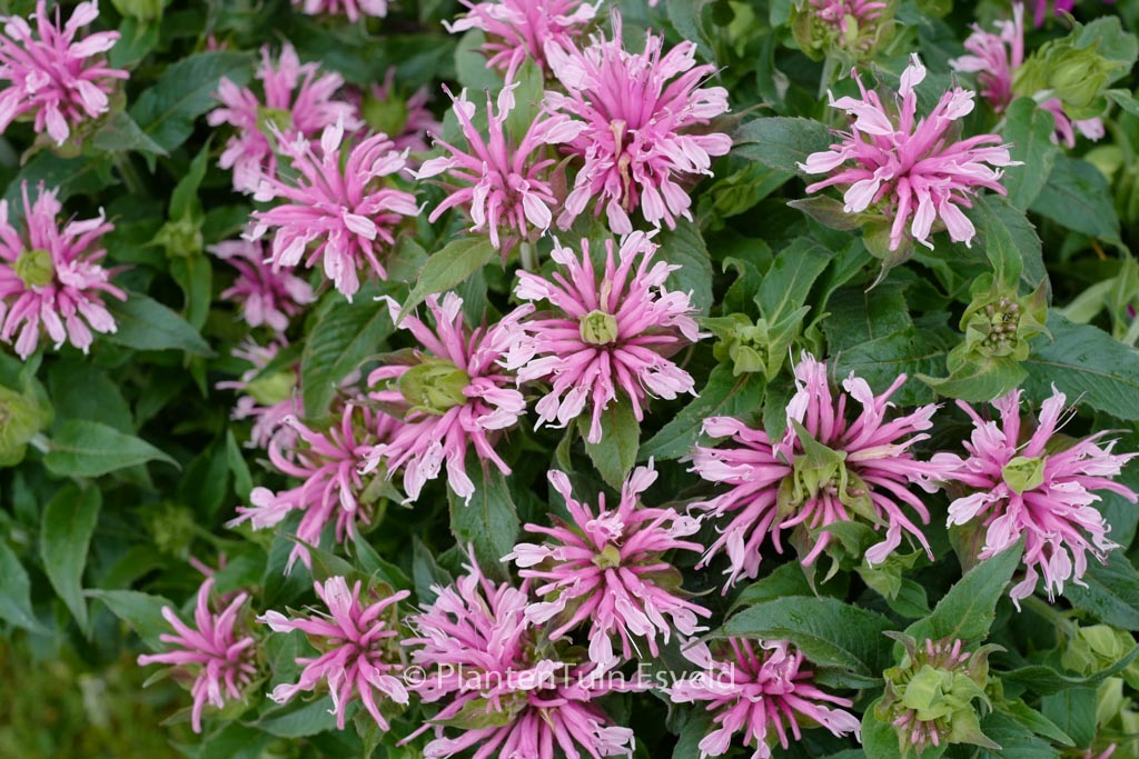 Monarda ‘Balmy Pink’