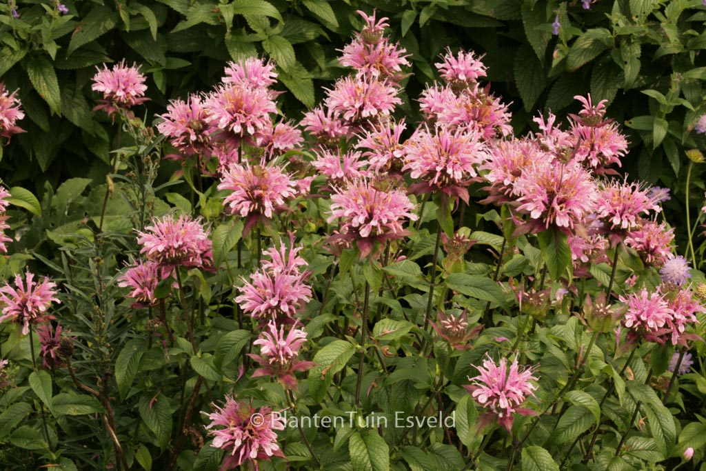 Monarda ‘Beauty of Cobham’