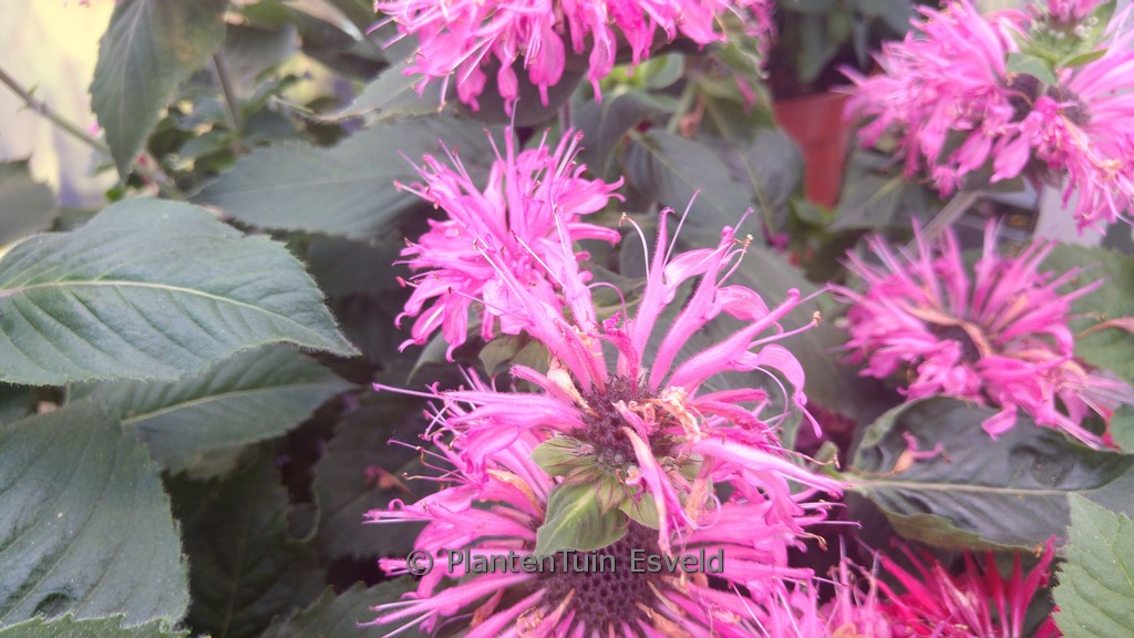 Monarda ‘Bee-lieve’ (BEE YOU)