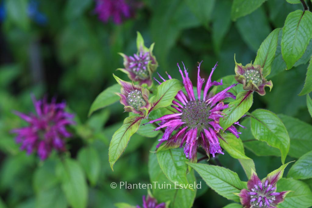 Monarda ‘Blaustrumpf’