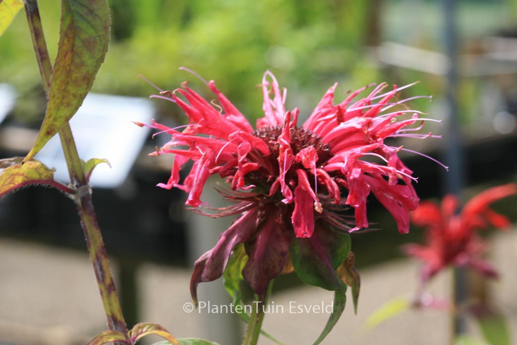 Monarda ‘Croftway Pink’