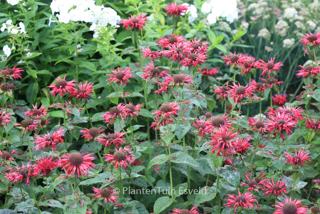 Monarda ‘Fireball’