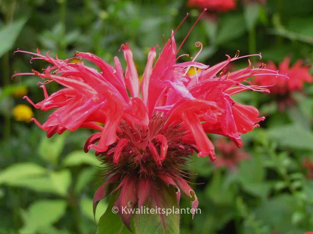 Monarda ‘Gardenview Scarlet’