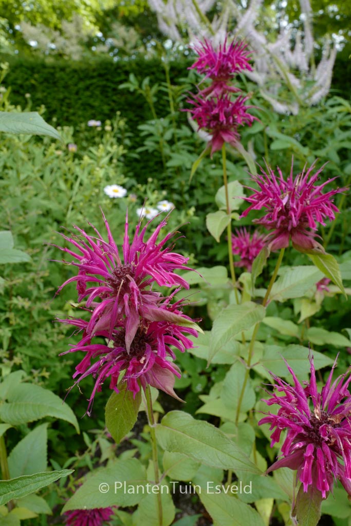 Monarda ‘Gewitterwolke’