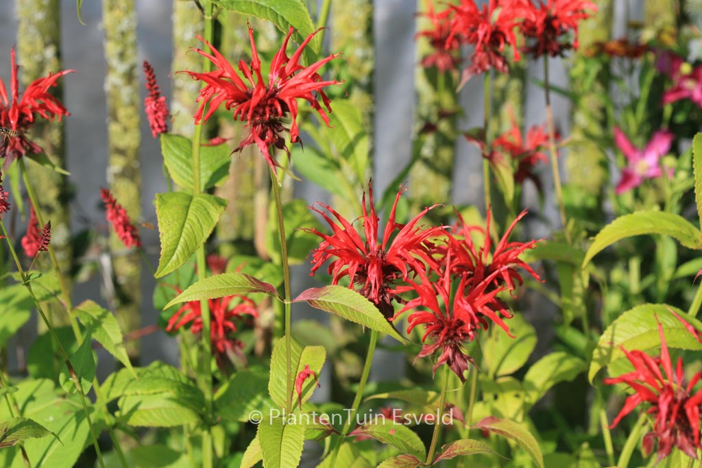 Monarda ‘Jacob Cline’