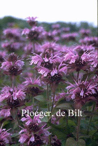 Monarda ‘Mohawk’