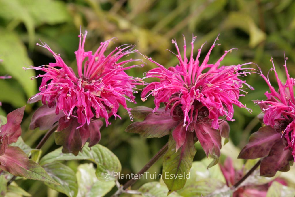 Monarda ‘On Parade’