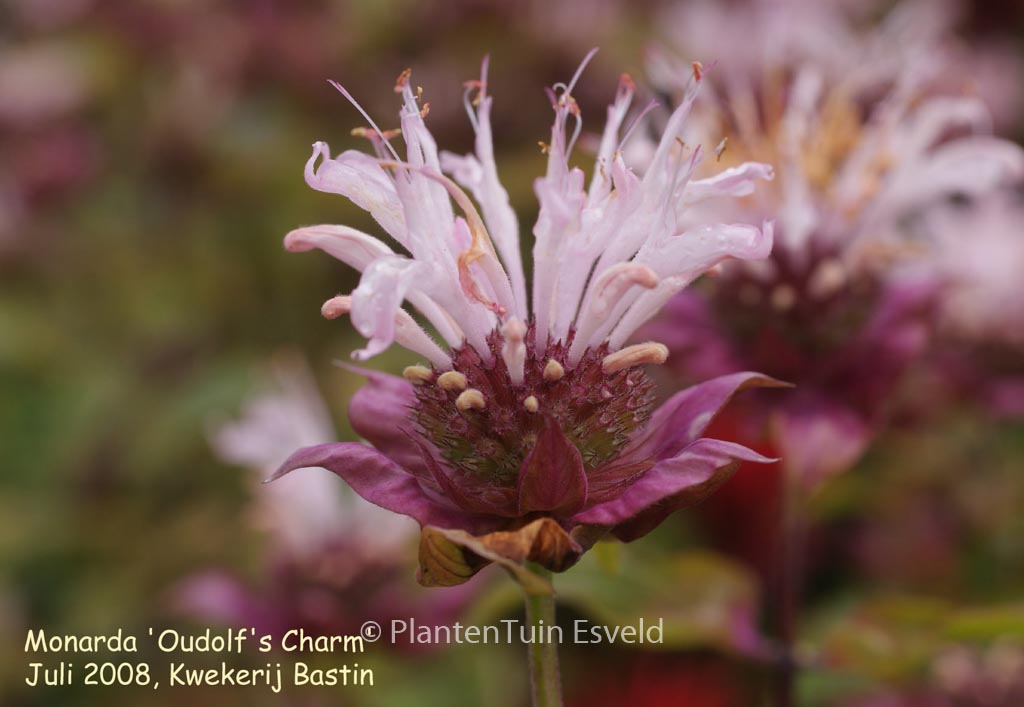 Monarda ‘Ou’ Charm’