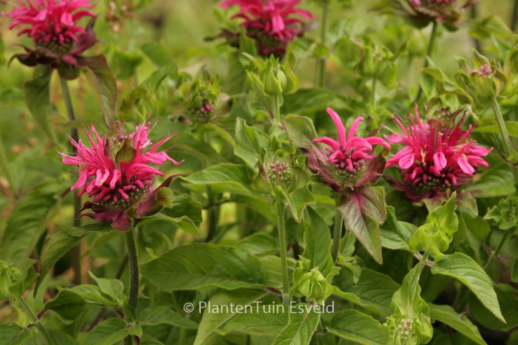 Monarda ‘Pink Lace’