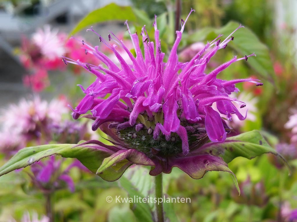 Monarda ‘Praerienacht’