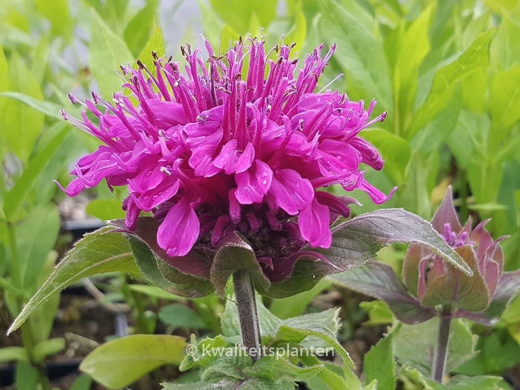 Monarda ‘Purple Lace’