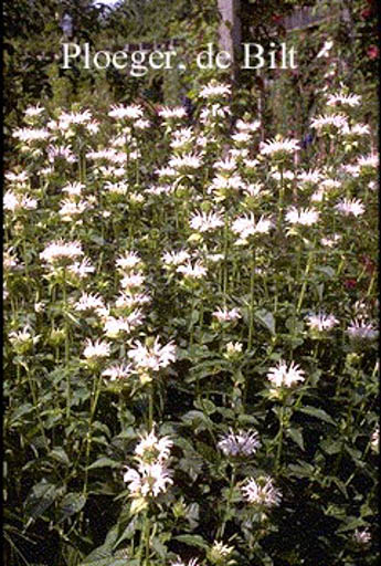 Monarda ‘Schneewittchen’