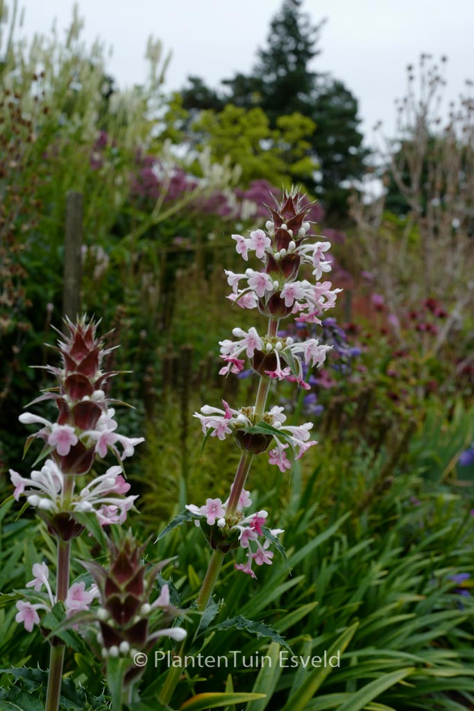 Morina longifolia