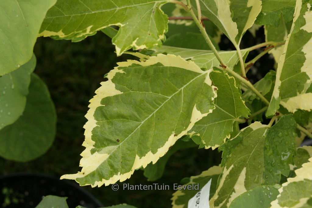 Morus alba ‘Paper Dolls’