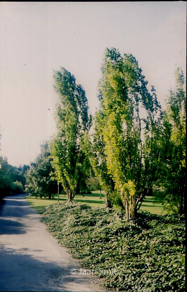 Morus alba ‘Pyramidalis’