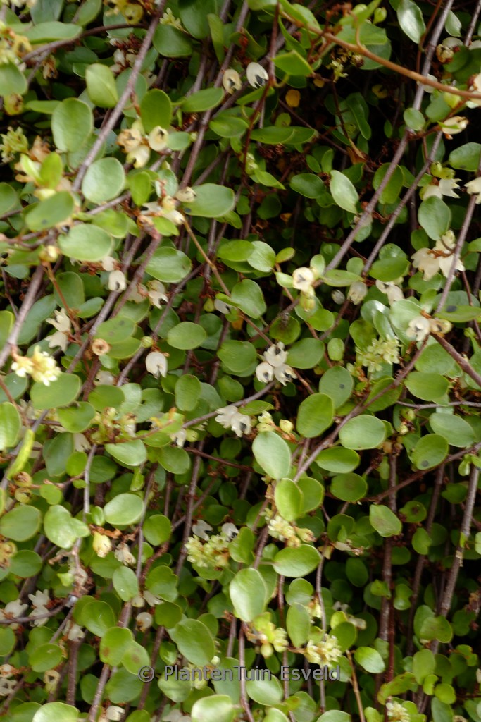 Muehlenbeckia complexa