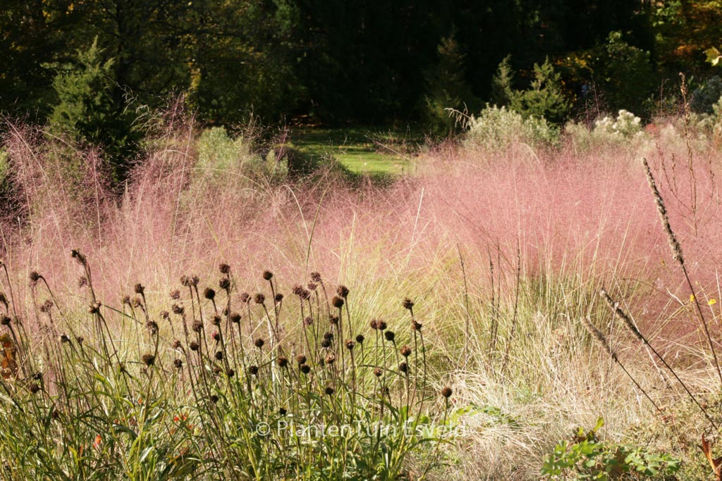 Muhlenbergia capillaris
