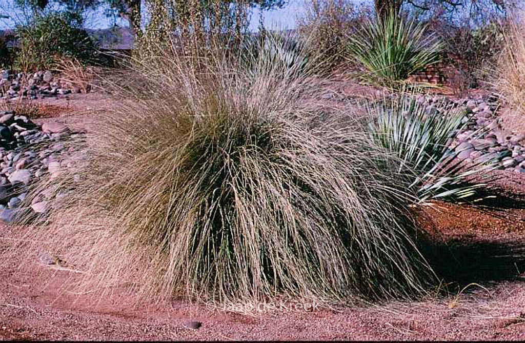 Muhlenbergia rigens