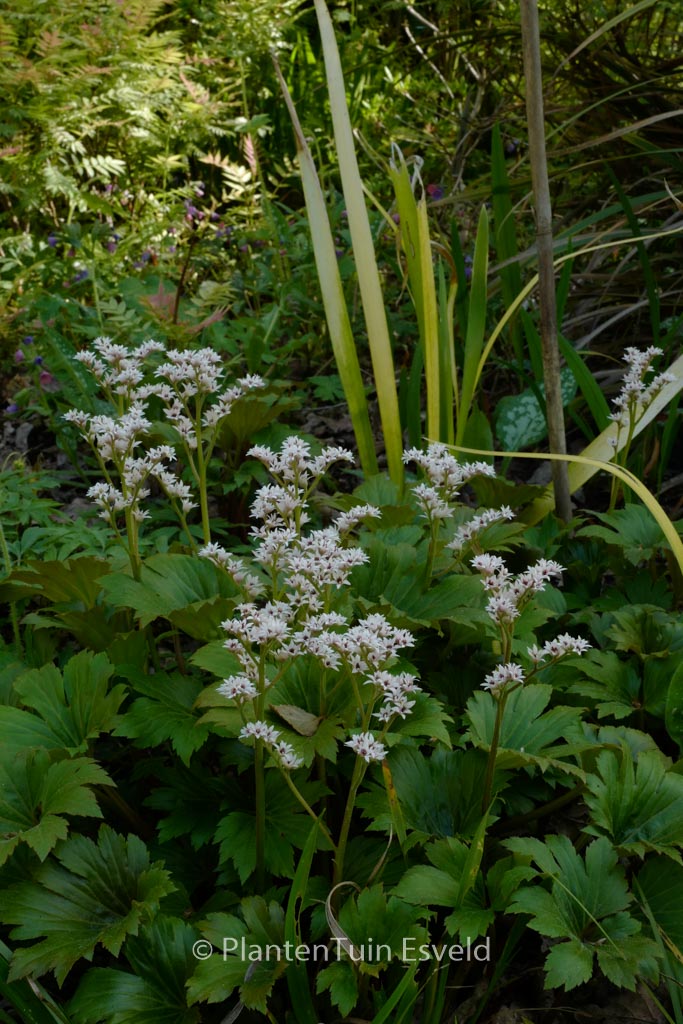 Mukdenia rossii ‘Karasuba’