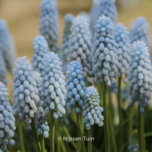 Muscari ‘Baby Breath’