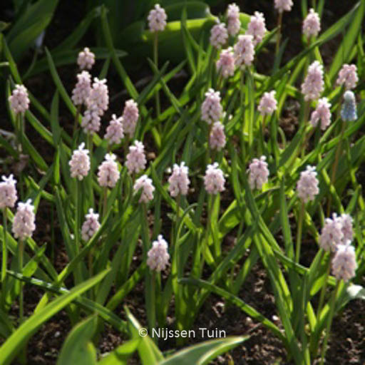 Muscari ‘Pink Sunrise’
