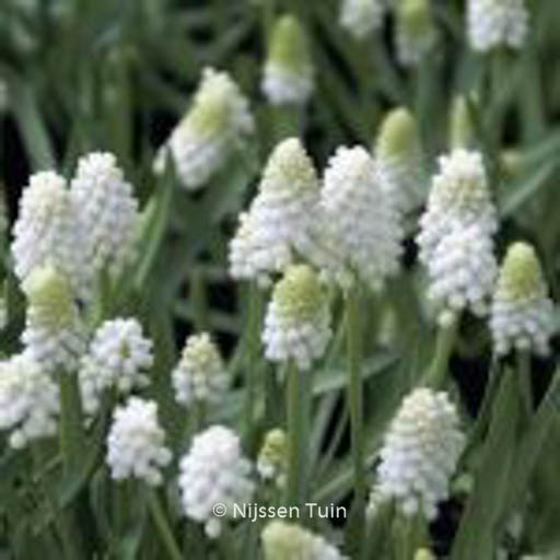 Muscari aucheri ‘White Magic’