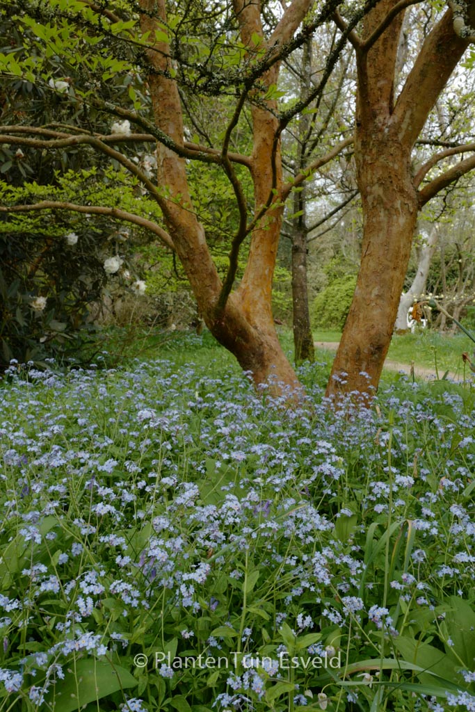 Myosotis sylvatica