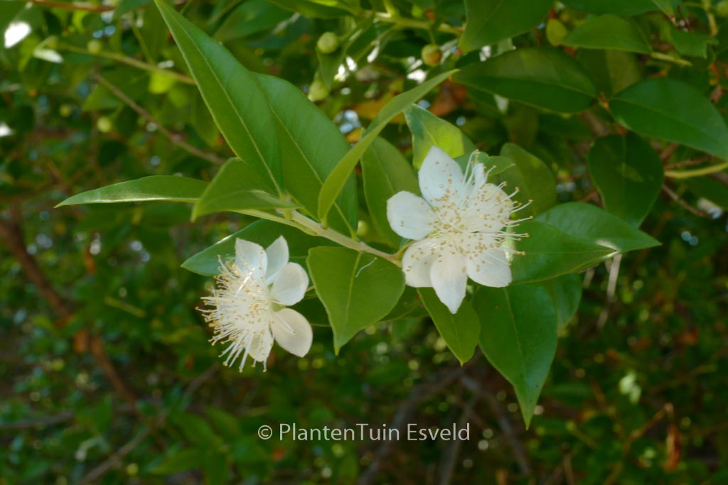 Myrtus communis