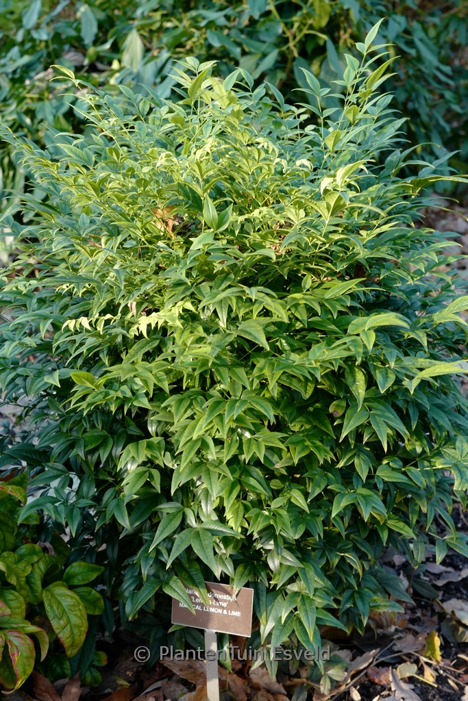 Nandina domestica ‘Lemon-Lime’