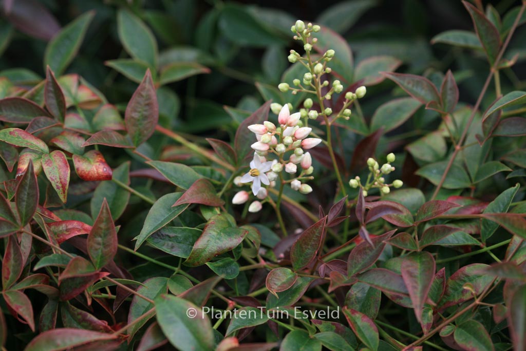 Nandina domestica ‘Murasaki’ (FLIRT)
