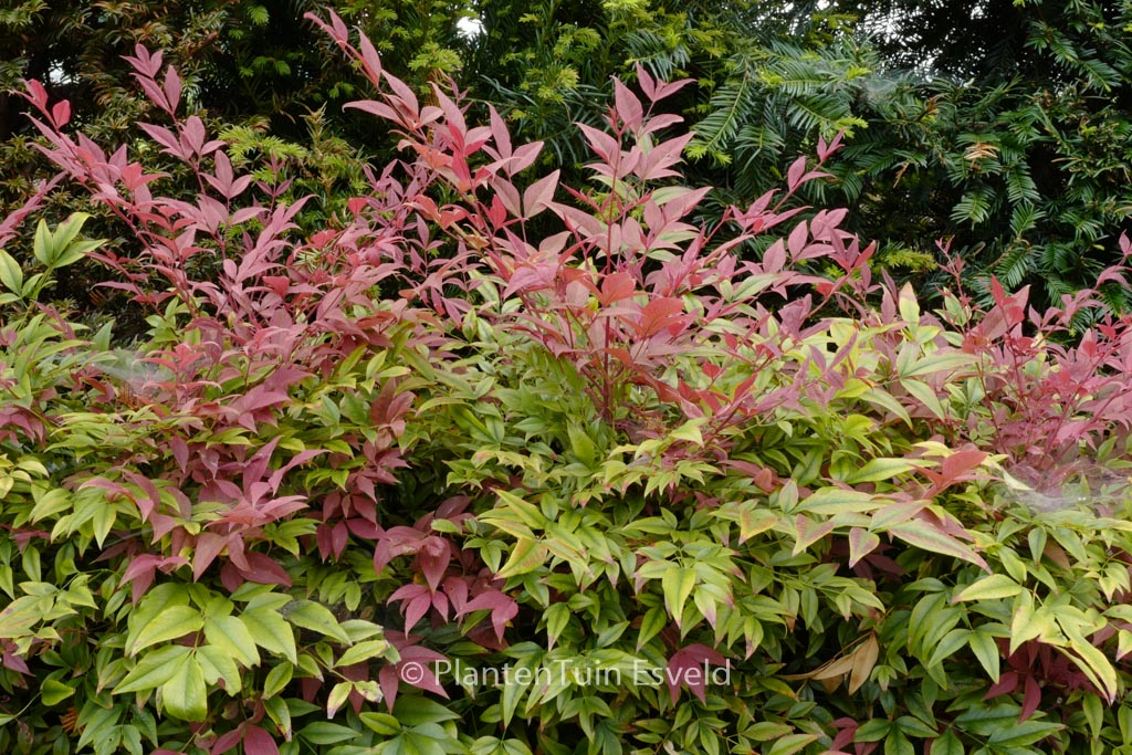Nandina domestica ‘Seika’ (OBSESSED)