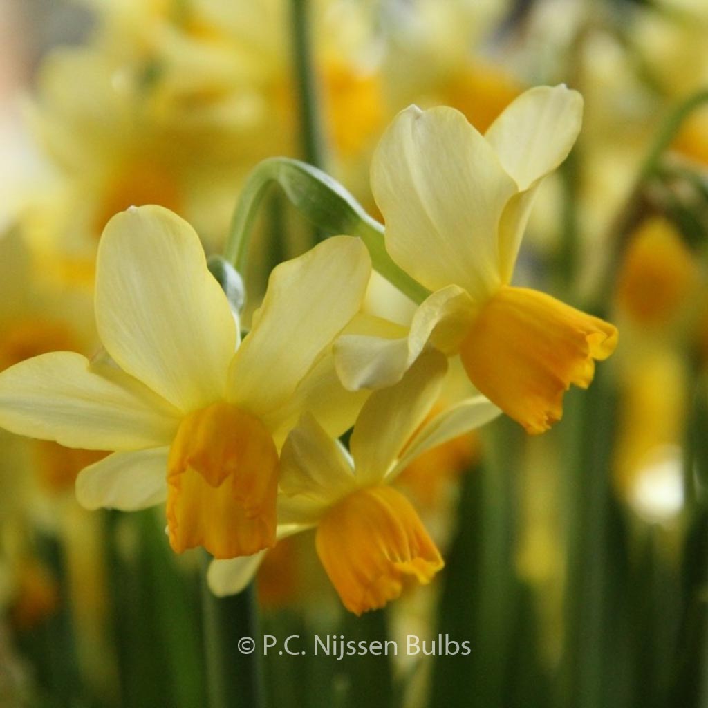 Narcissus ‘Eaton Song’