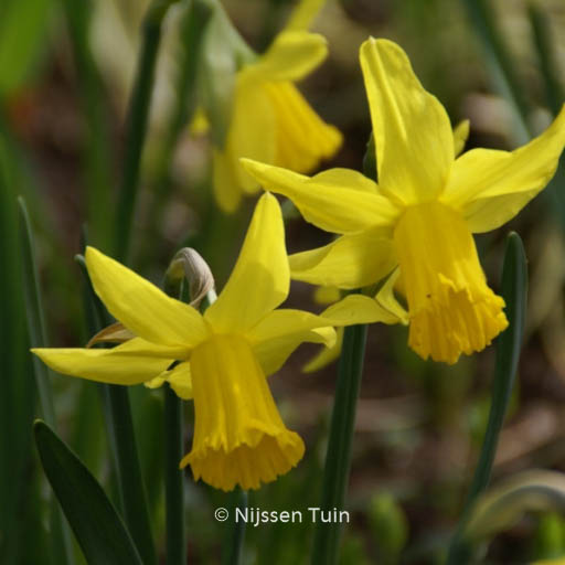 Narcissus ‘February Gold’