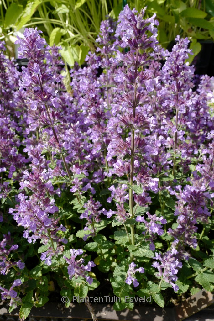 Nepeta ‘Cat’s Pajamas’