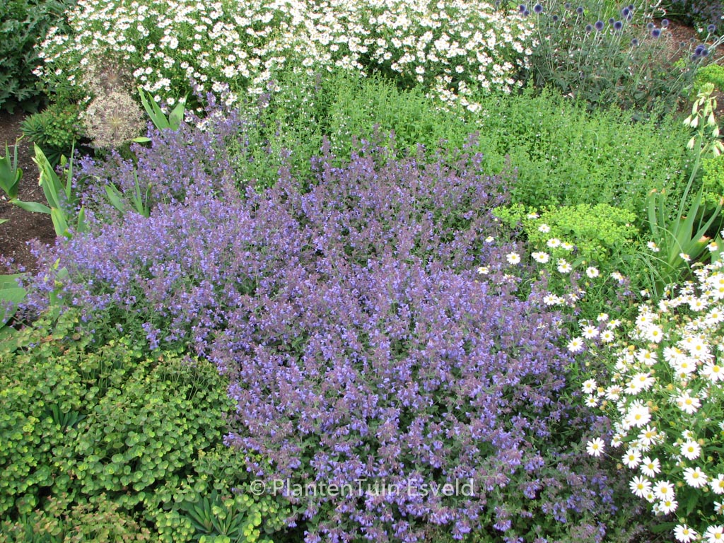 Nepeta ‘Kit Cat’