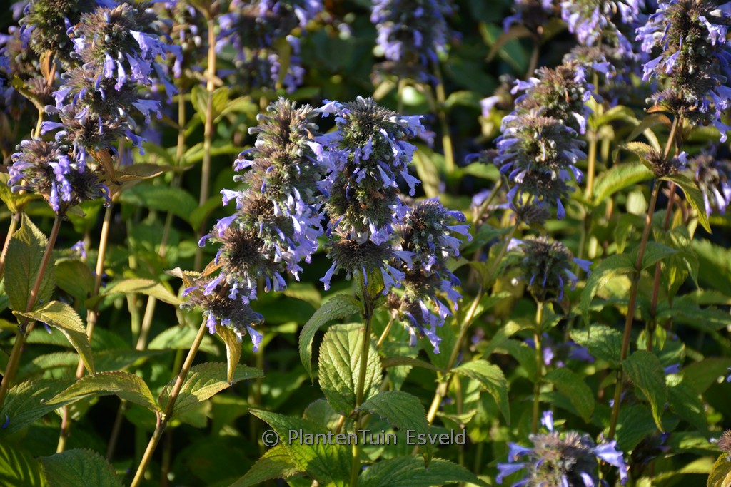 Nepeta ‘Mr Blue Sky’