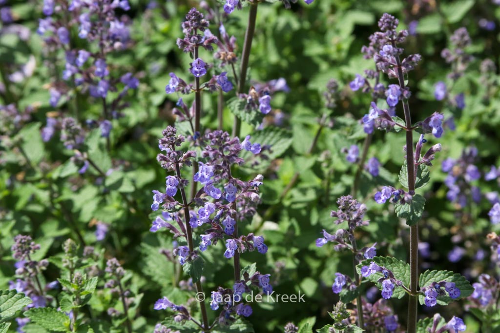 Nepeta ‘Purssian Blue’