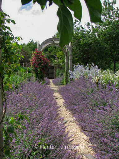 Nepeta ‘Six Hills Giant’