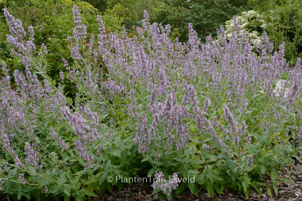 Nepeta ‘Veluws Blauwtje’