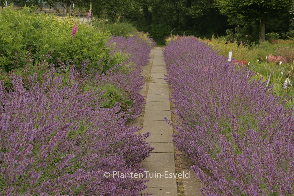 Nepeta ‘Walker’s Low’