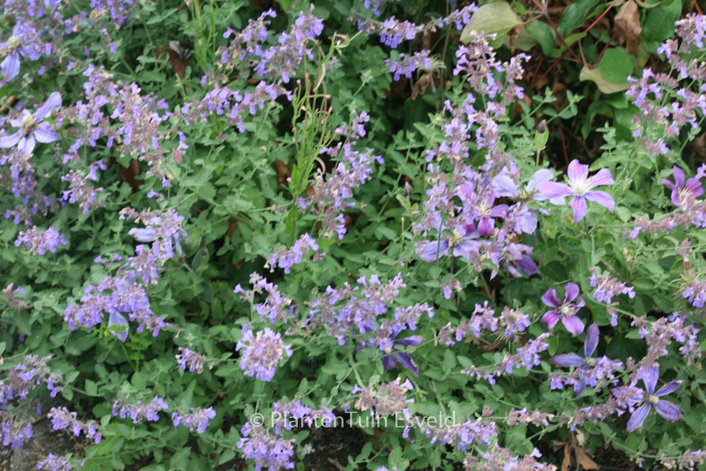 Nepeta faassenii ‘Dropmore’