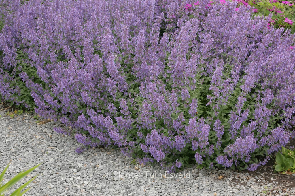 Nepeta faassenii ‘Novnepjun’ (JUNIOR WALKER)