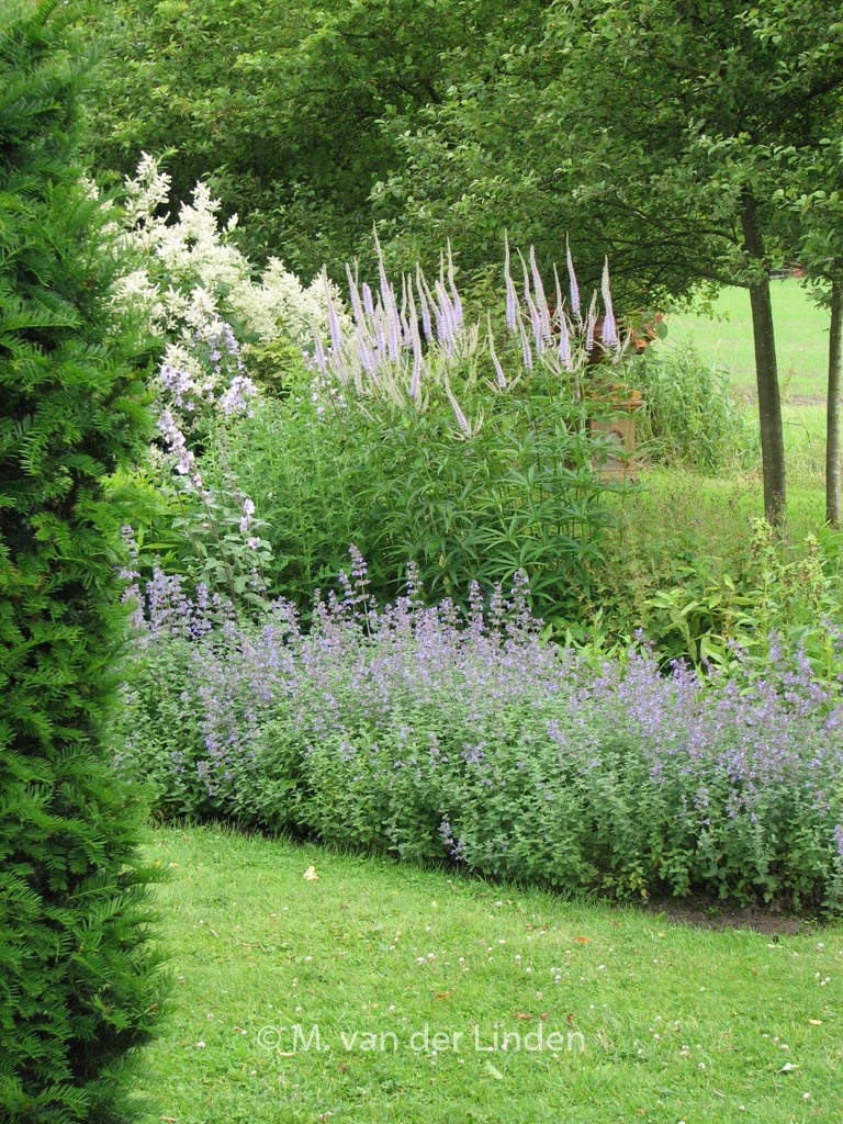 Nepeta faassenii ‘Senior’
