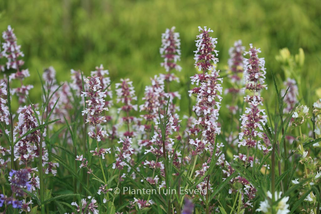 Nepeta grandiflora ‘Dawn to Dusk’