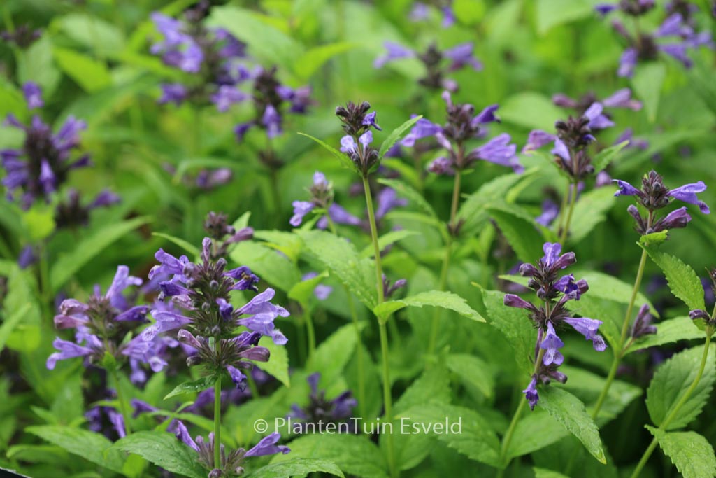 Nepeta kubanica