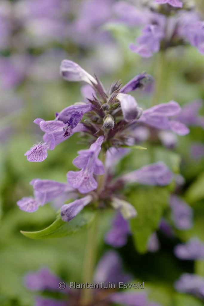 Nepeta nervosa ‘Neptune’